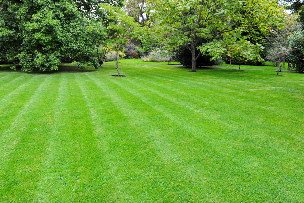 freshly cut lawn