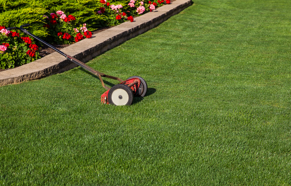 reel mower on lawn