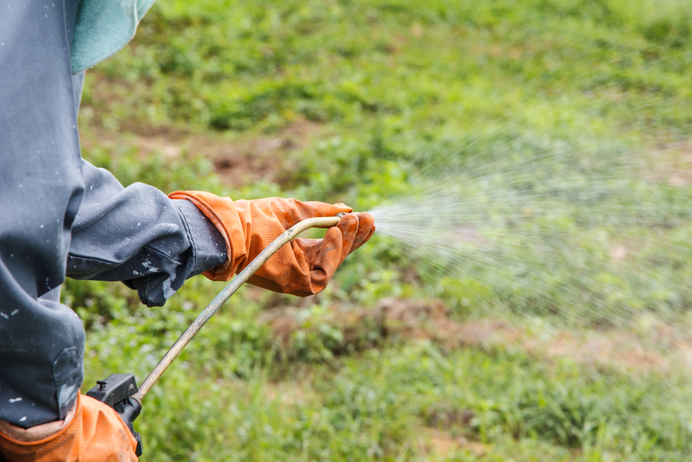 Weed killer being sprayed on a lawn
