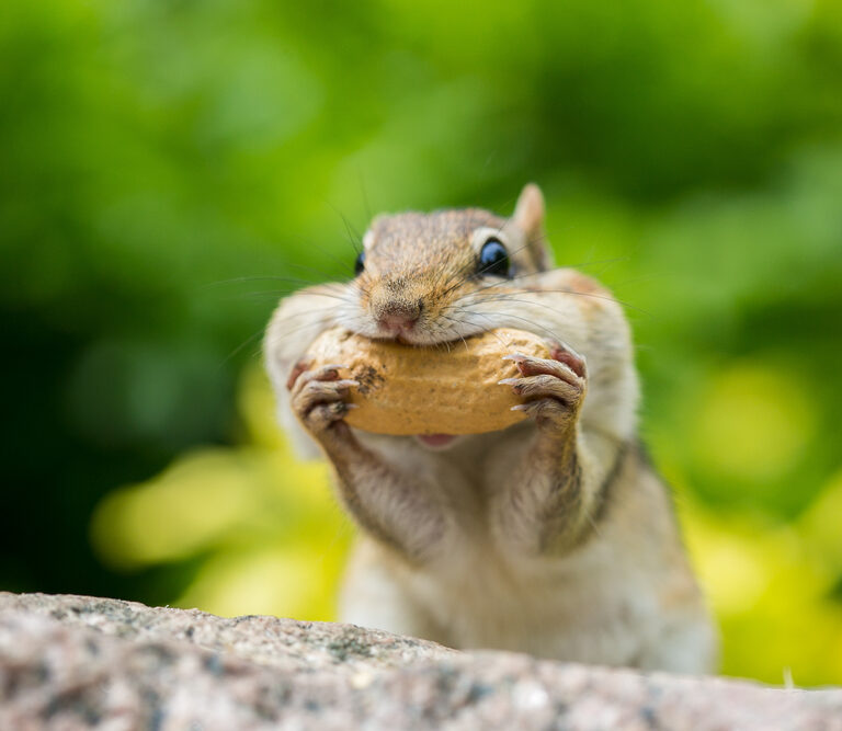 Getting Rid of Chipmunks – How-to Guide for Humane Removal