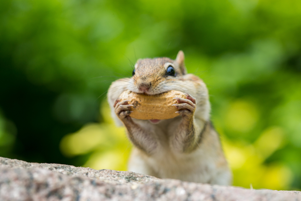 Getting Rid of Chipmunks - How-to Guide for Humane Removal - Tool Digest