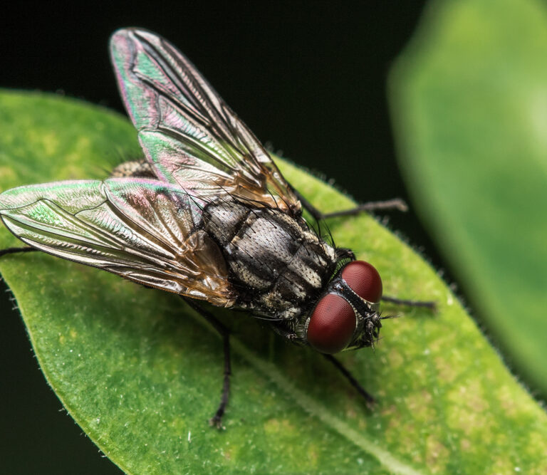 Getting Rid of Flies Outside – How to Evict These Pesky Insects
