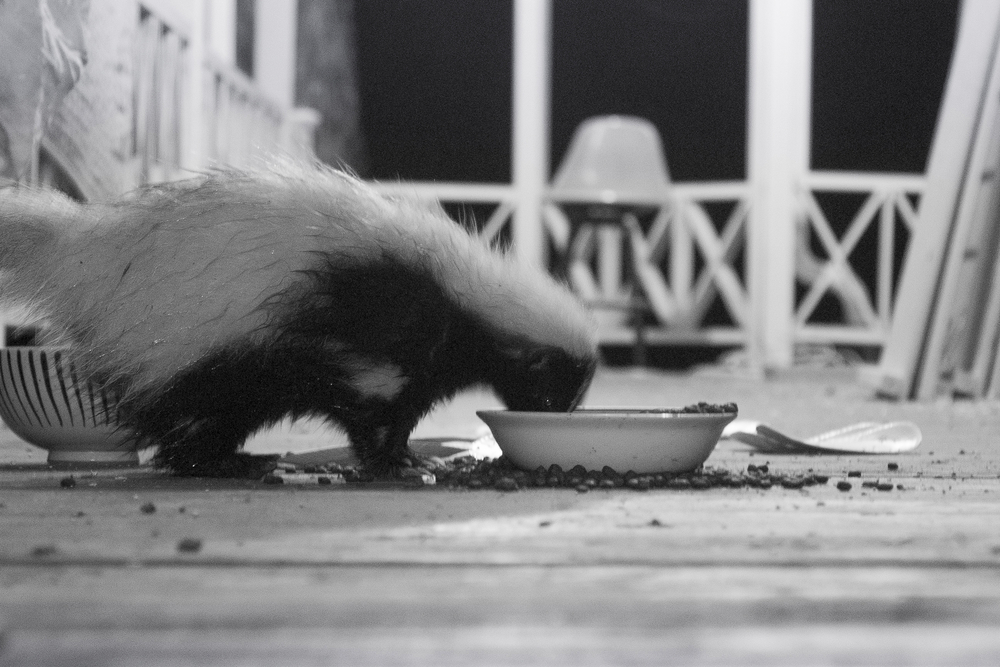 A skunk on the porch of a home