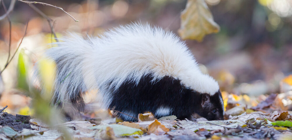 How to Get Rid of Skunk Smell: A Complete De-Skunking Guide - Tool Digest