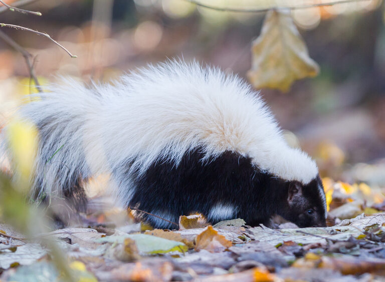 How to Get Rid of Skunk Smell: A Complete De-Skunking Guide