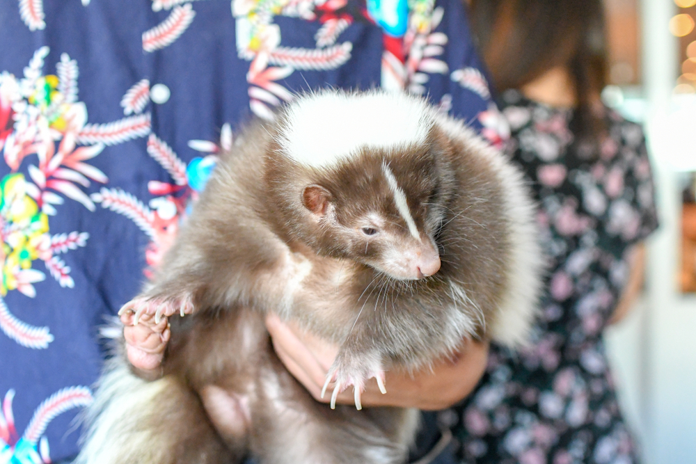 A woman holding a skunk