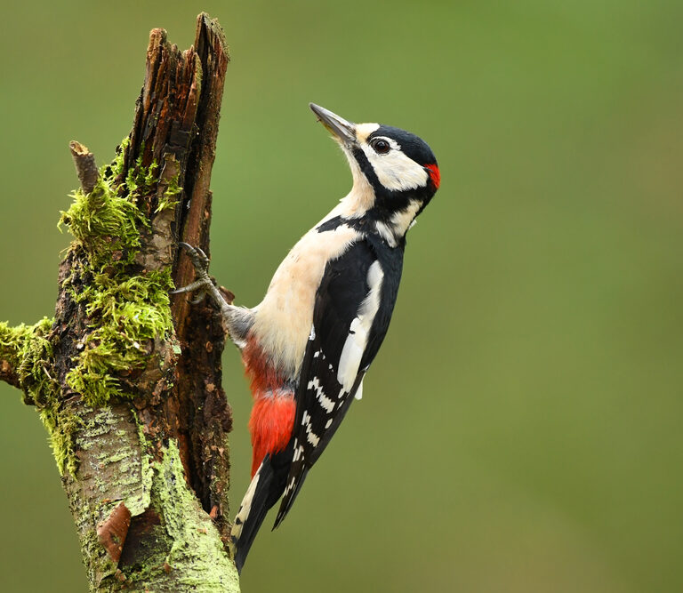 How to Get Rid of Woodpeckers – A Humane Avifauna Eviction Guide