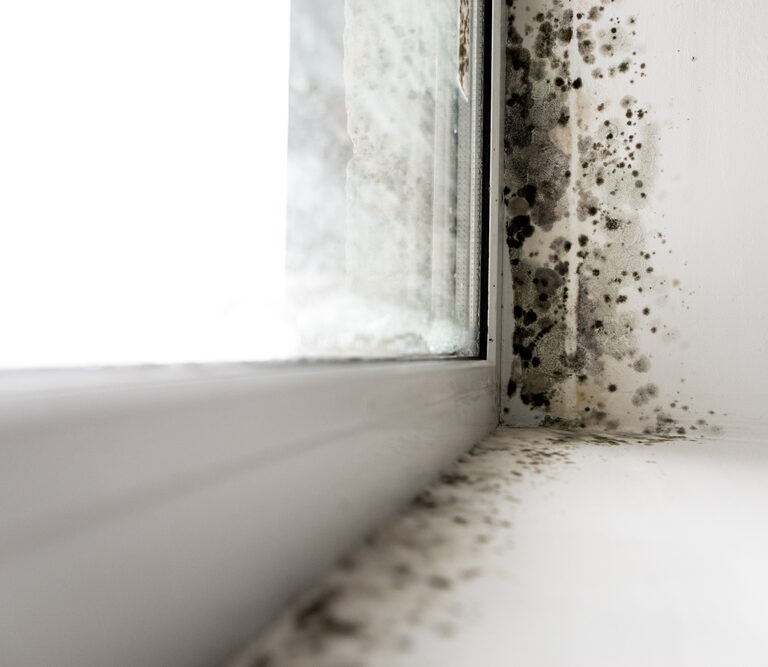 The 10 Best Mold Removers for Any Surface