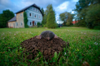 How to Get Rid of Moles in Your Garden (No Digging!)