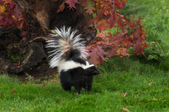 How to Get Rid of Skunks: The Sweet Smell of Victory