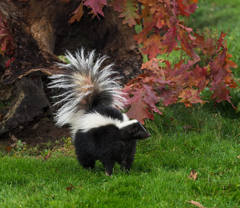 How to Get Rid of Skunks: The Sweet Smell of Victory