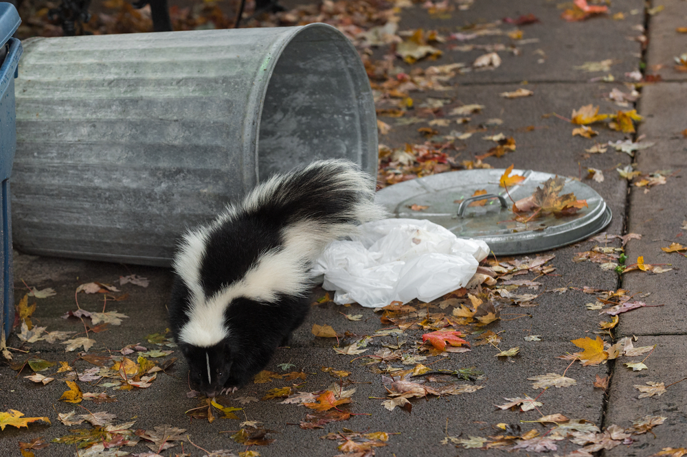 Skunk walking by trash can