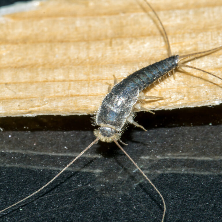 How to Get Rid of Silverfish – Treatments and Prevention
