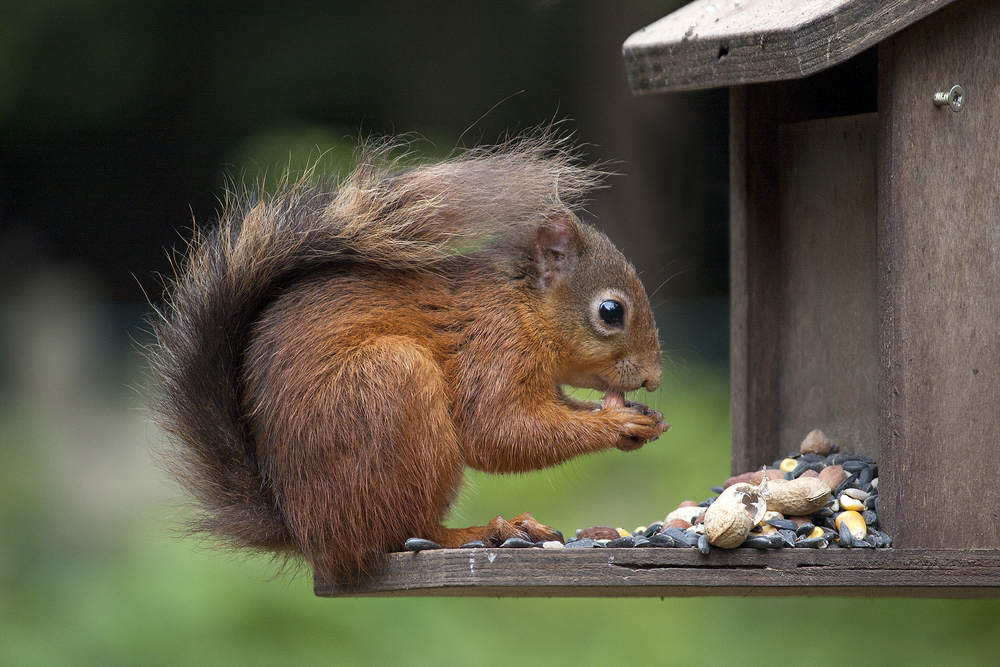 a red squirrel eating a bunch of seeds and nuts
