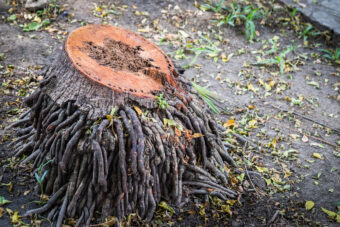 5 Effective Ways to Kill Tree Roots