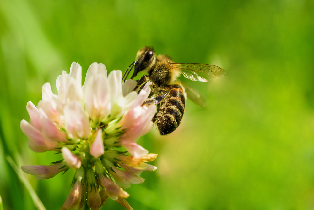 bee on clover