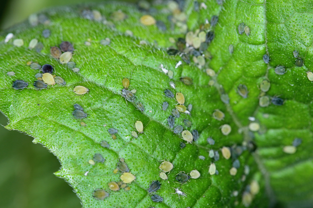 black, brown, and white aphids on a leaf