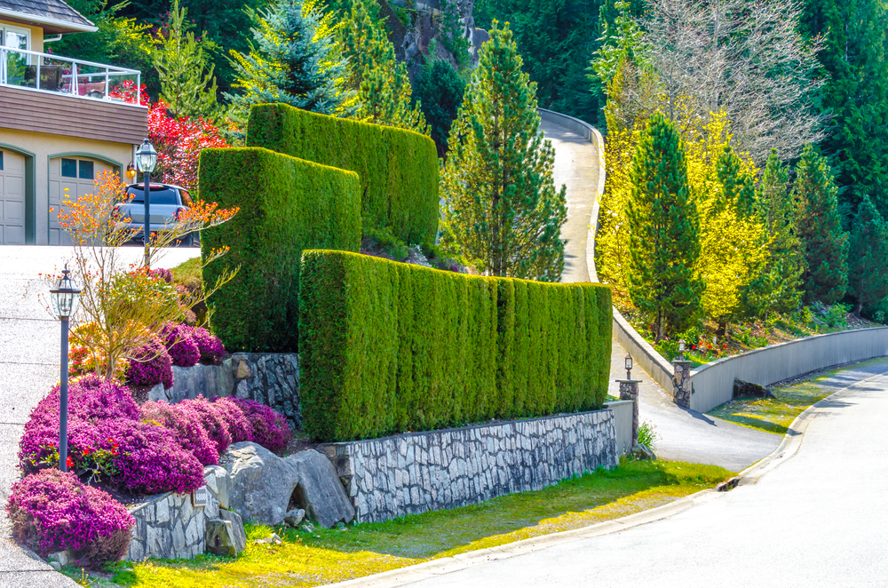 bright and colorful geometric hedge row