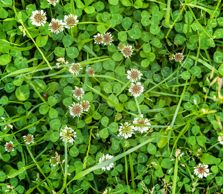 Getting Rid of Clover Naturally – Full How-to Guide