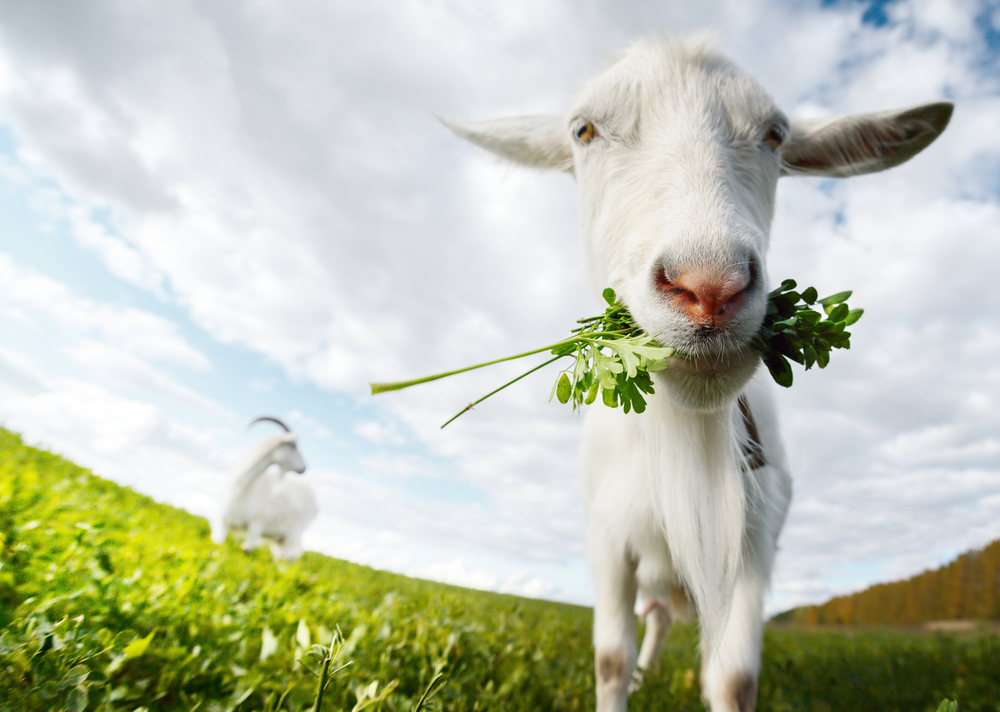 goat eating plants