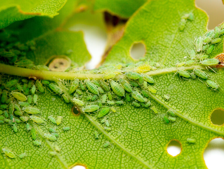 All About Getting Rid of Aphids – How to Spot and Control Them