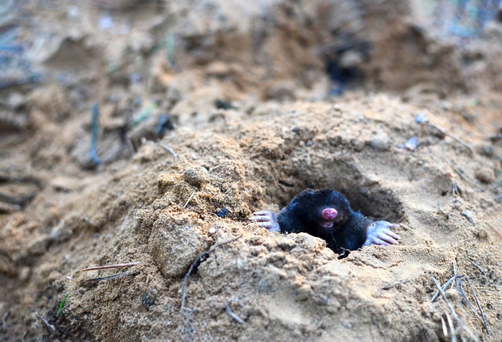 mole coming out of a tunnel