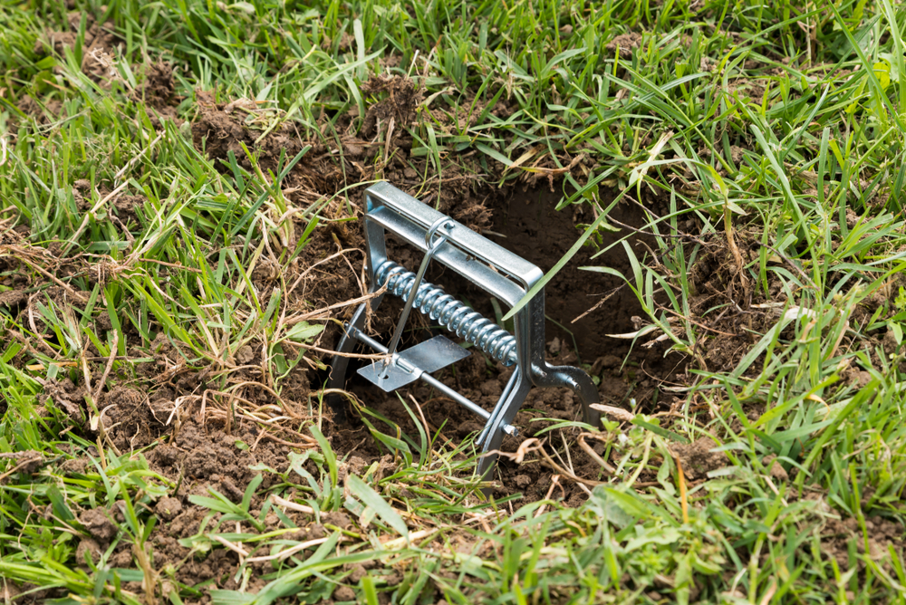 mole trap in a fresh tunnel