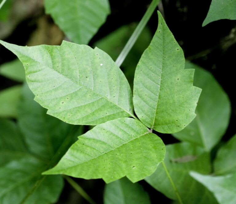 How to Kill Poison Ivy (So It Stays Dead) - Tool Digest