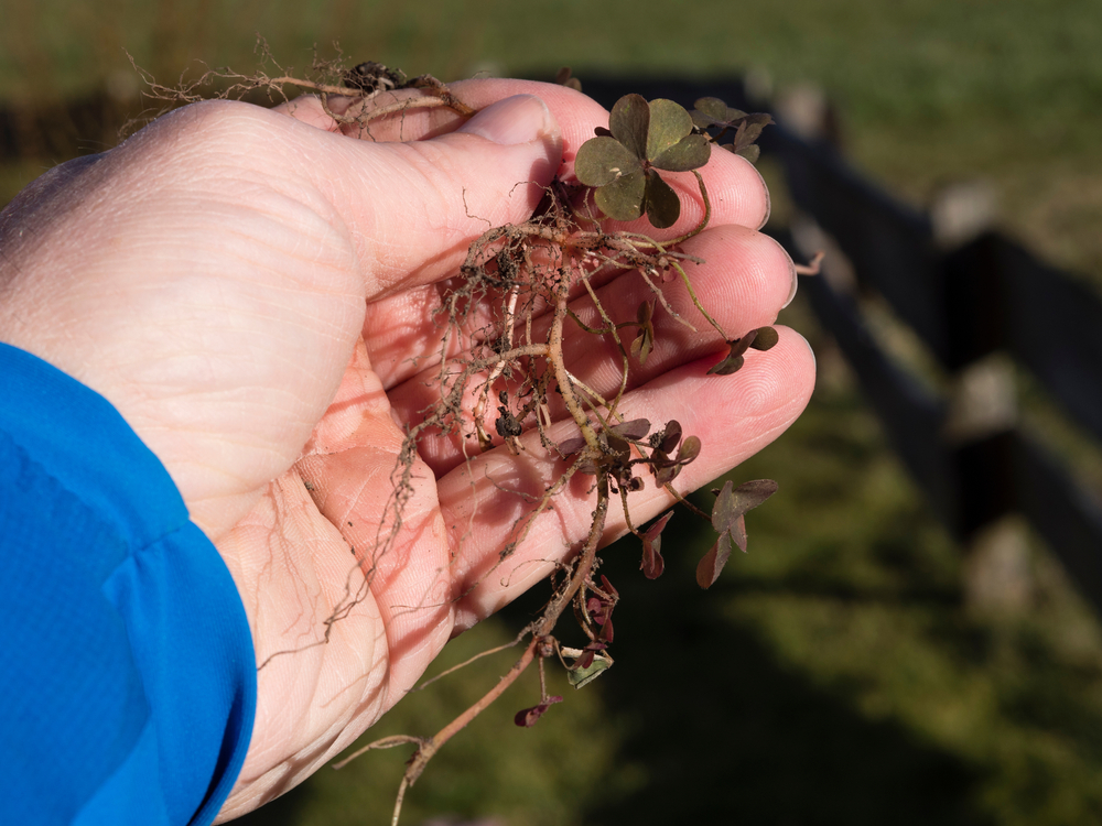 pulling clover by hand