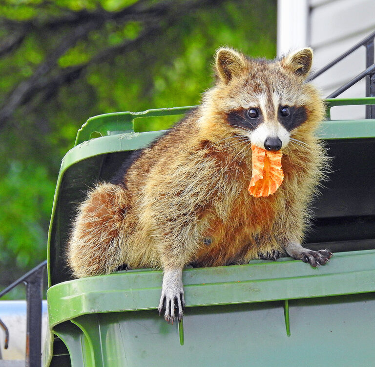 Getting Rid of Raccoons – How-to Guide for Avoiding a Raccoon Infestation