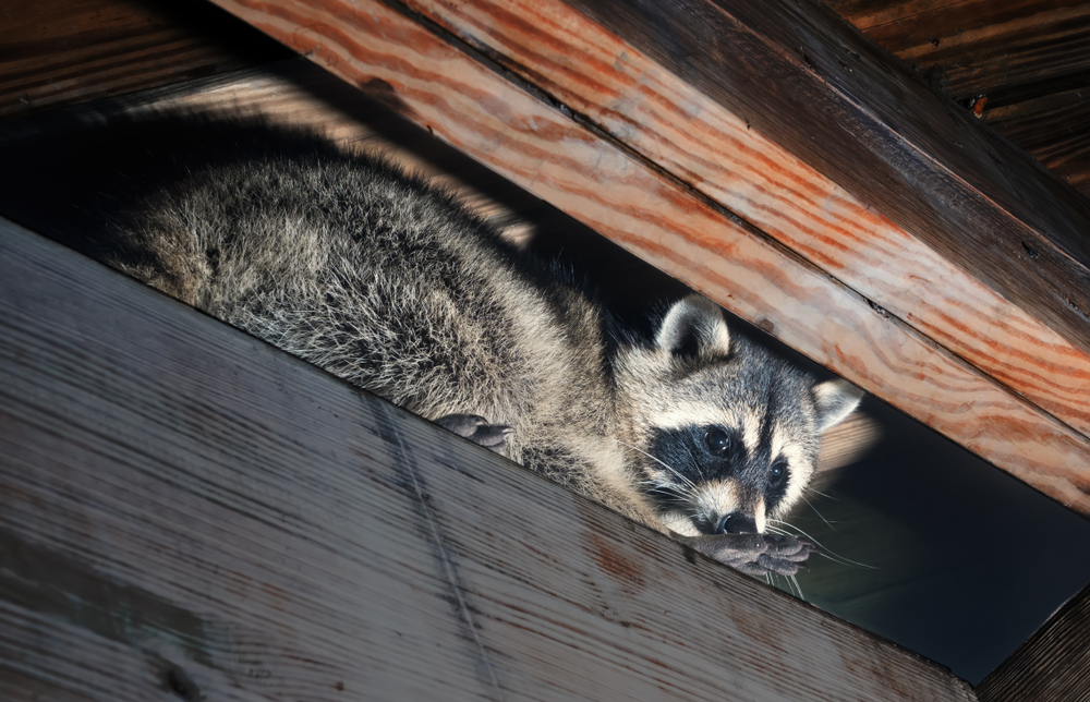 raccoon in attic nest