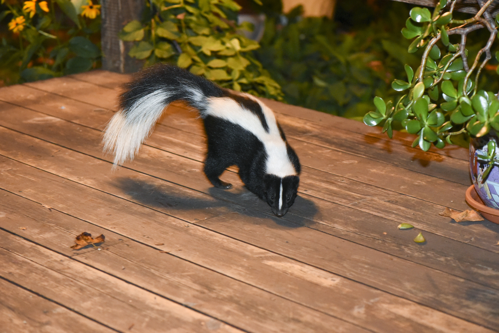 skunk in backyard