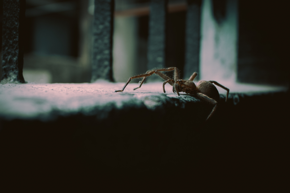 spider entering home