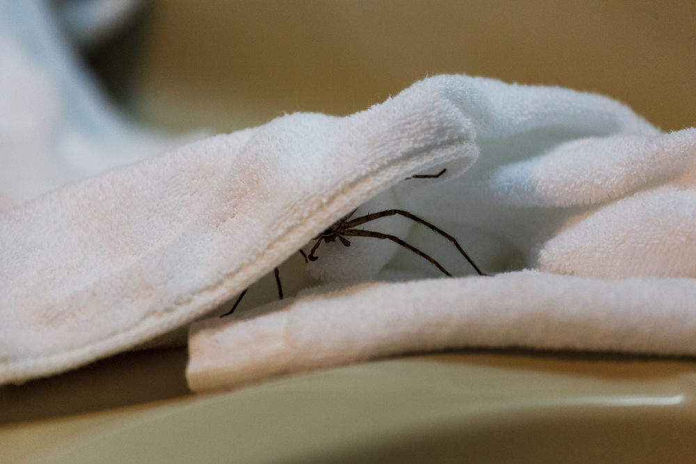 spider hiding inside towel