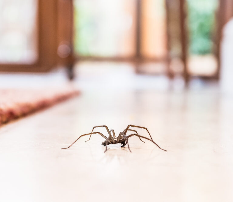 How to Get Rid of Spiders – 7 Proven Strategies for Keeping Arachnids at Bay