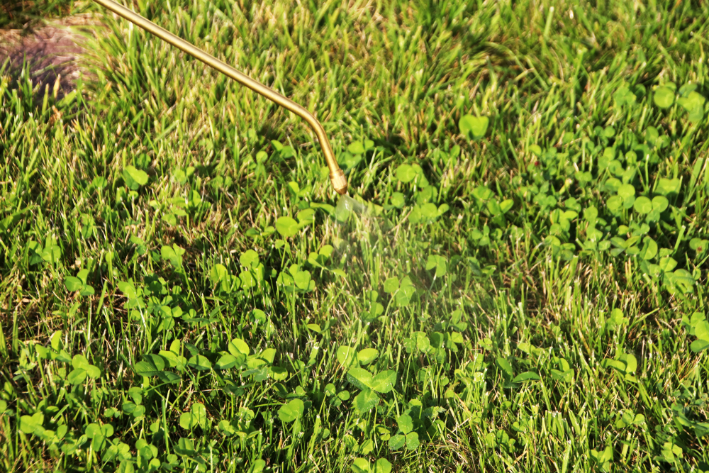 spraying clover with herbicide