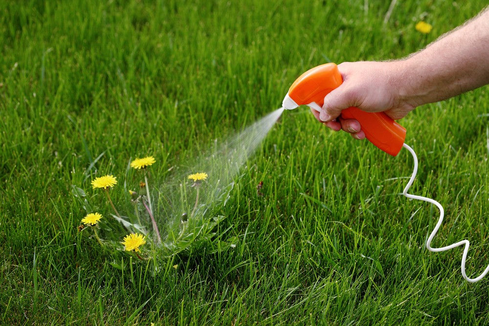 spraying herbicide on dandelions