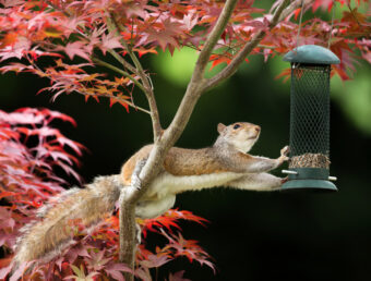 Keeping Squirrels Away From Bird Feeders: Is It Possible?
