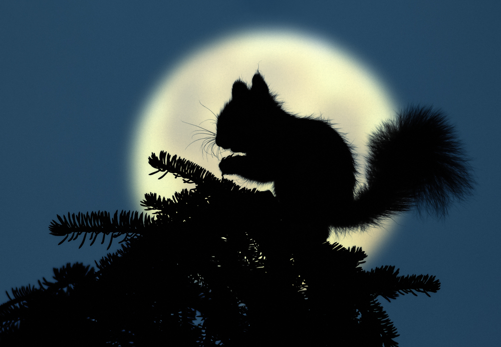 squirrel silhouetted against moon