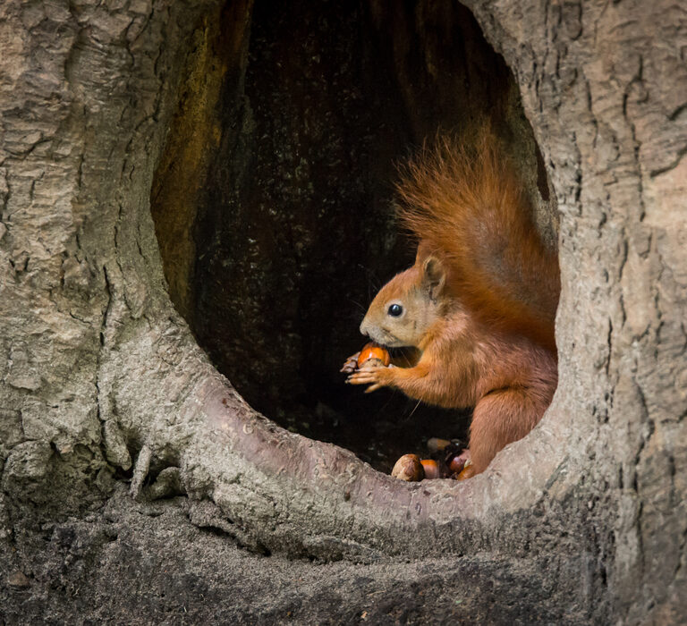 5 Ways to Get Rid of Squirrels: How-to Eviction Guide