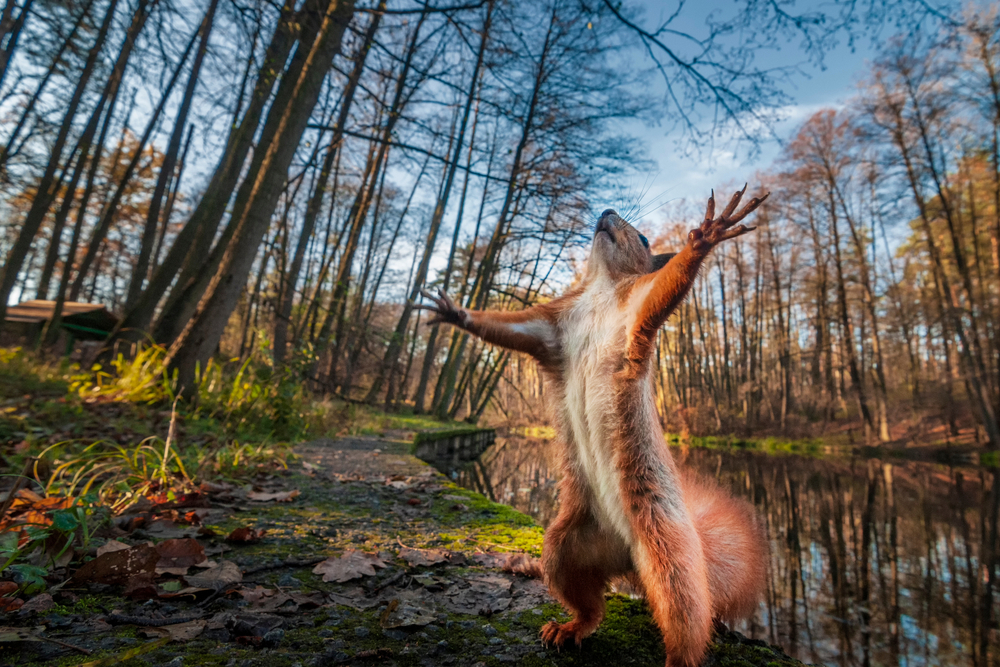 squirrel standing with arms raised