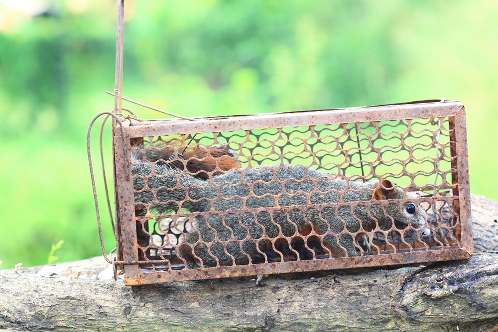 squirrel stuck in a trap