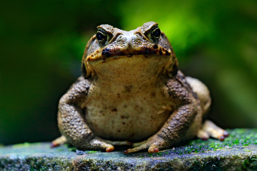 A big toad sitting on a rock