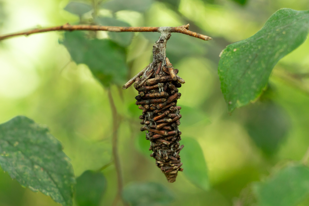 A single bagworm on a tree branch