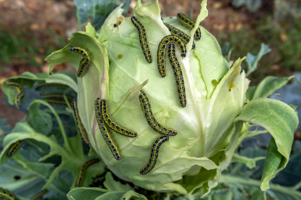 Caterpillars eating a cabbage