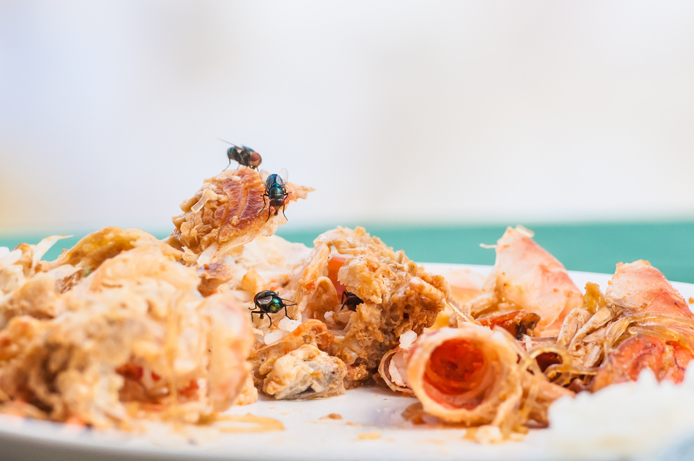 Flies swarming on food scraps