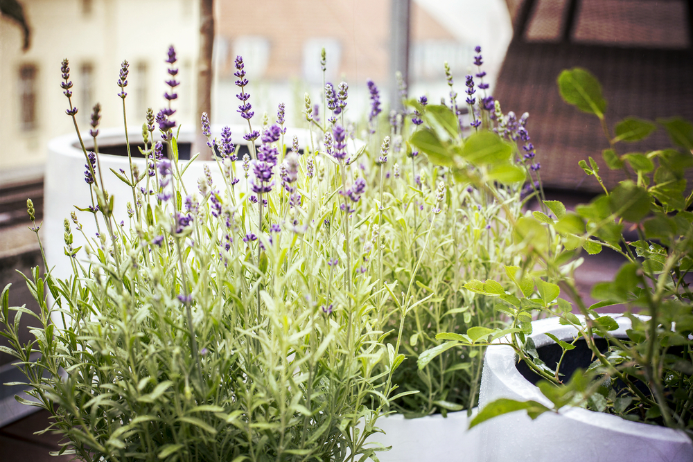 Lavender pot plants in the kitchen