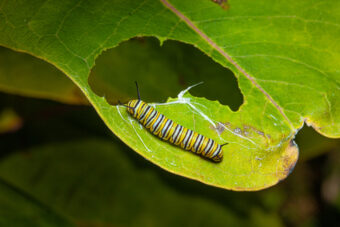 How to Get Rid of Caterpillars – Without Making Your Skin Crawl