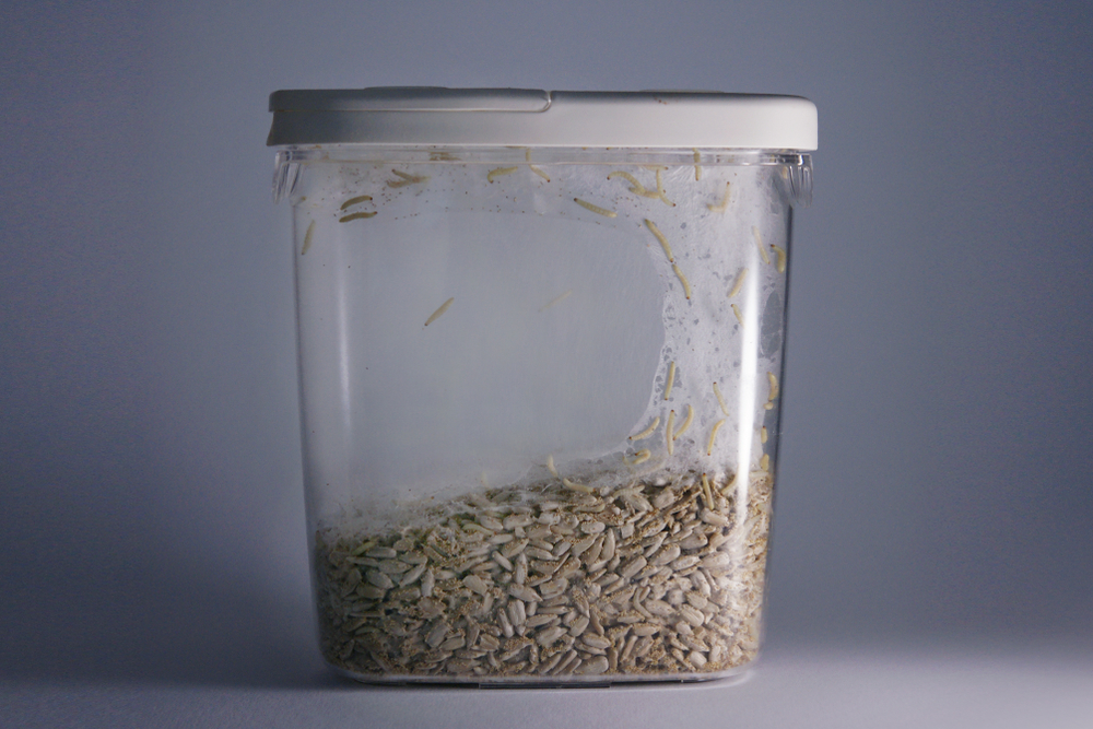 Pantry moth larvae infested container