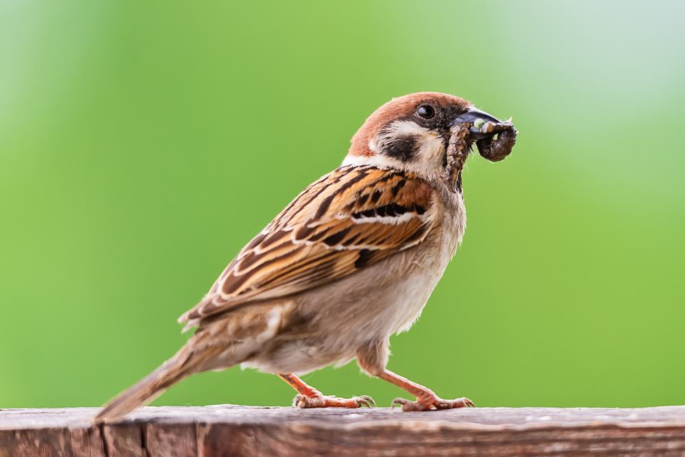 Sparrow eating a caterpillar